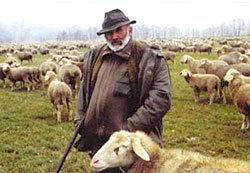 schaefer